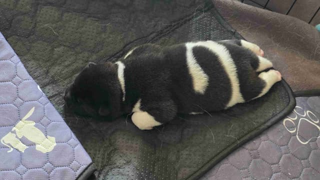 ~ All American Akita Puppies ~ media 3