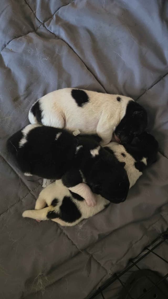 ~ All American Akita Puppies ~ media 4