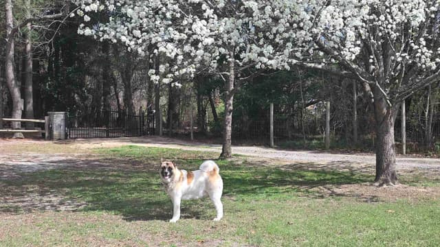 ~ All American Akita Puppies ~ media 6