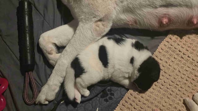 ~ All American Akita Puppies ~ media 8
