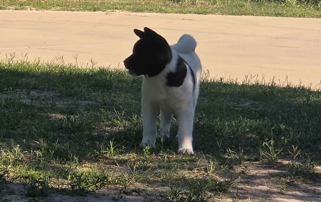 ~ All American Akita Puppies ~ media 9