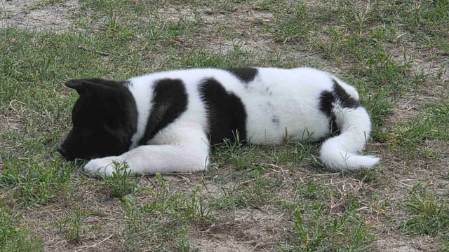 ~ All American Akita Puppies ~ media 12