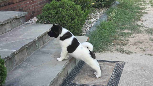 ~ All American Akita Puppies ~ media 13