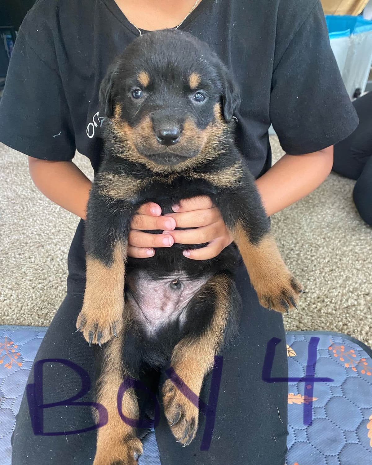 Rottweiler Puppies breeder image 8
