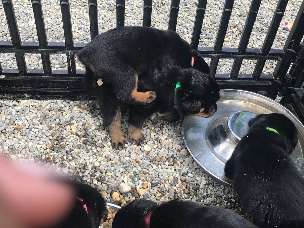 Rottweiler Puppies breeder image 9