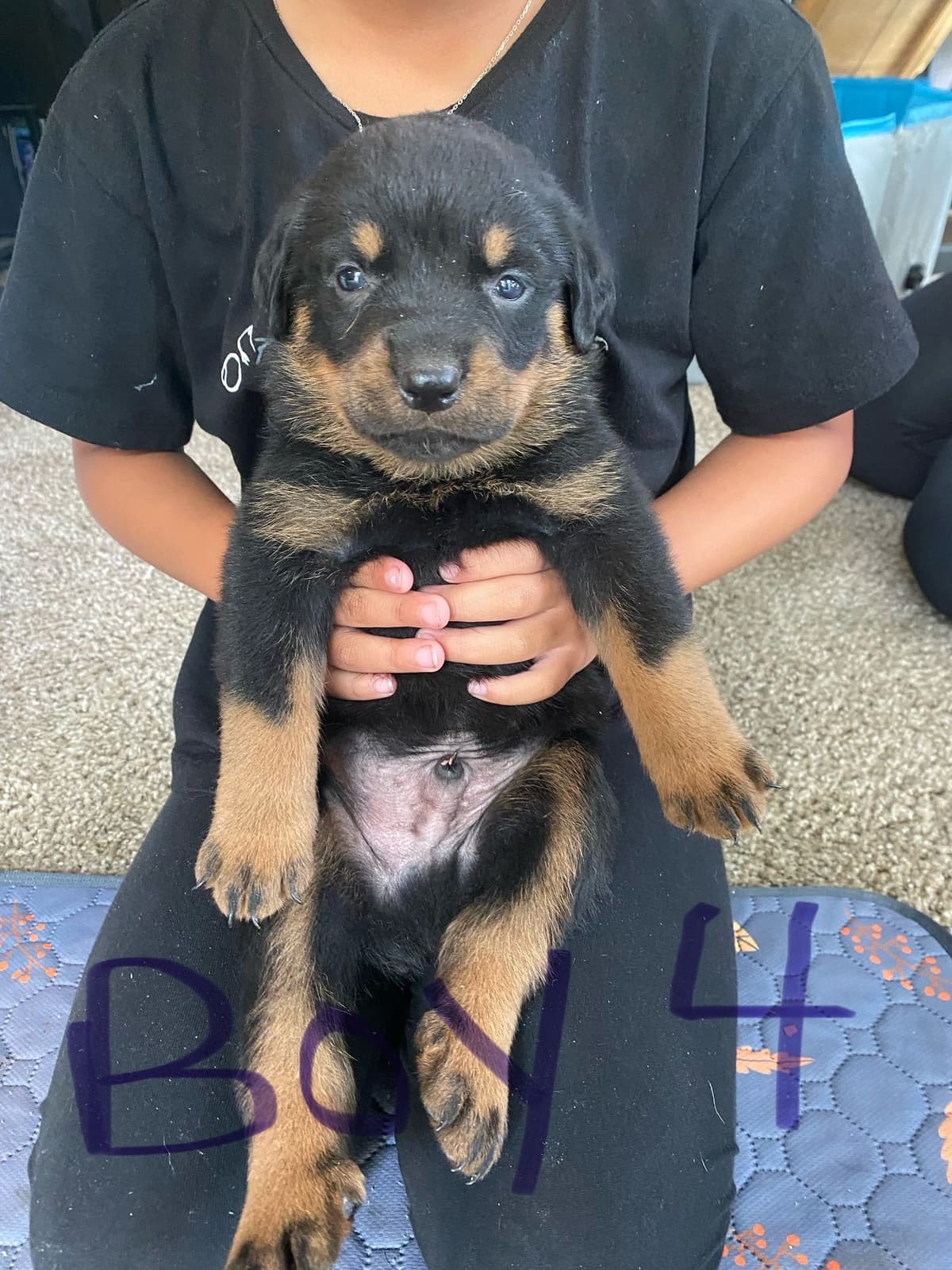 Rottweiler Puppies breeder image 10
