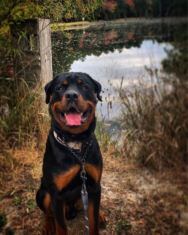 Rottweiler Puppies breeder image 6
