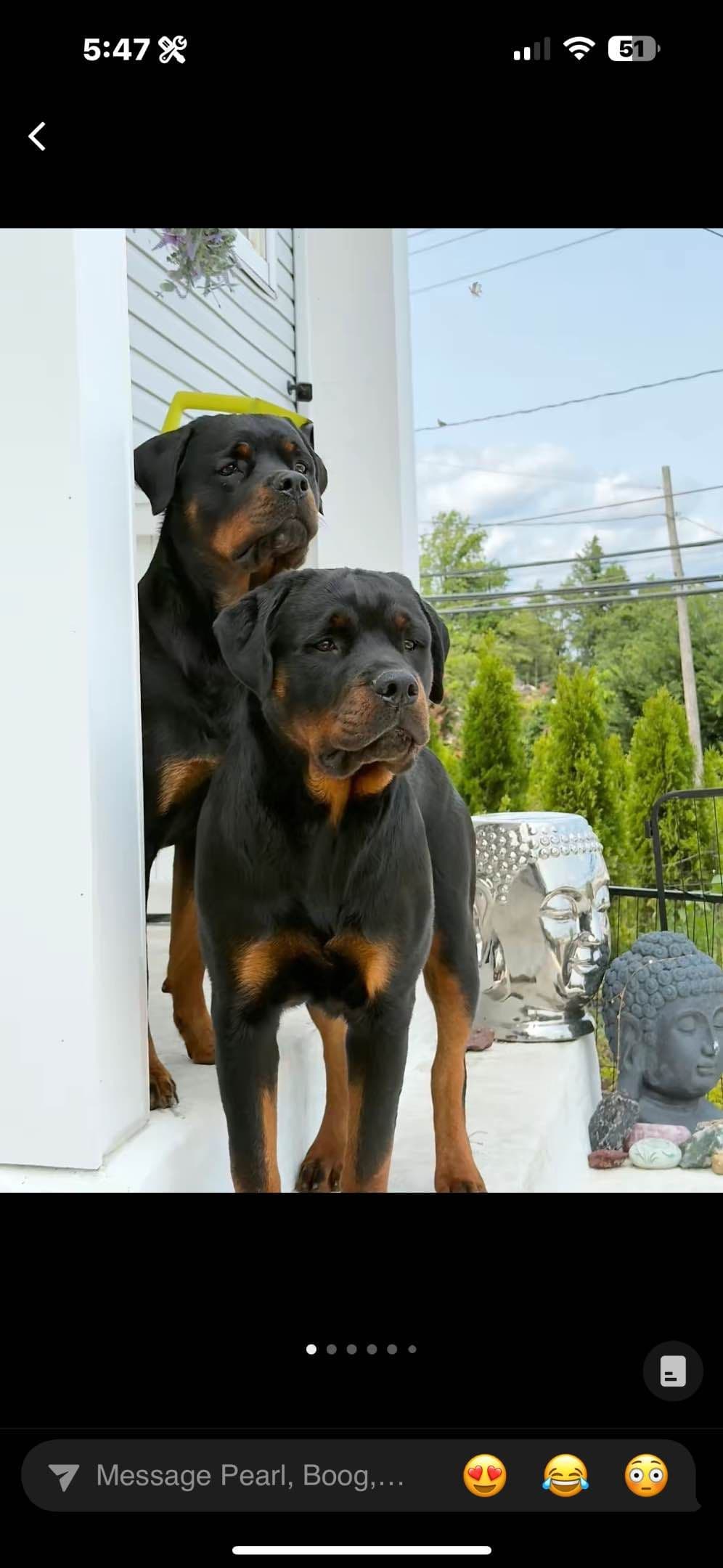 Rottweiler Puppies breeder image 4