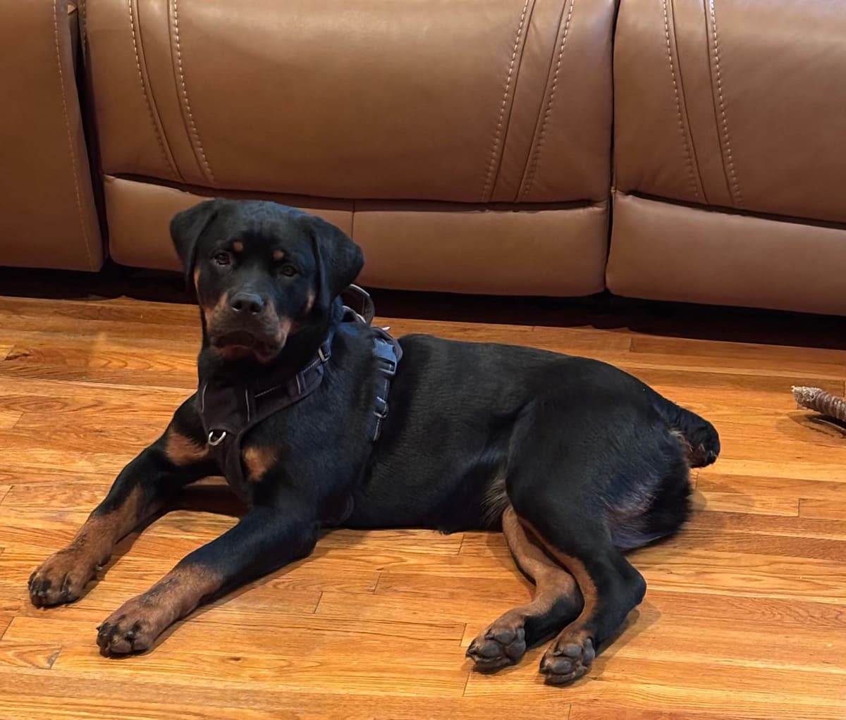 Rottweiler Puppies breeder image 7