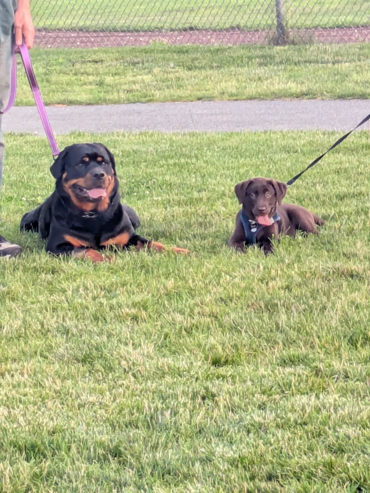 Rottweiler Puppies breeder image 5