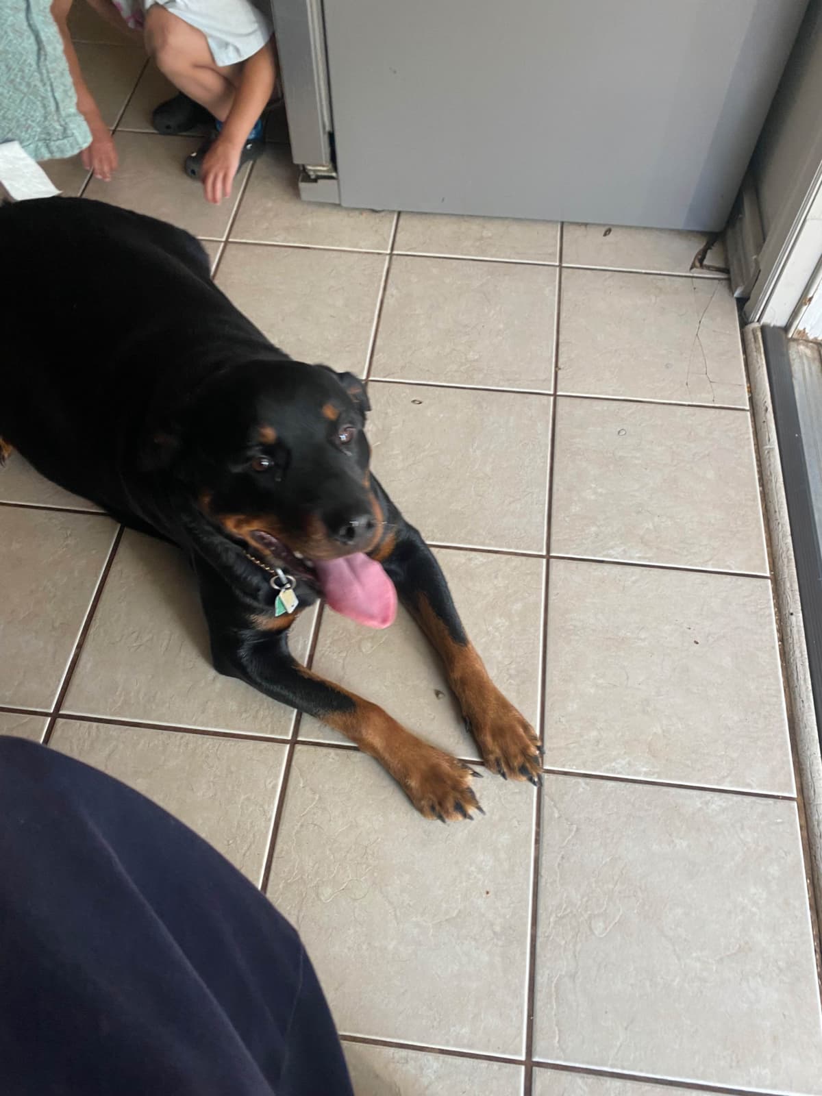 Rottweiler Puppies breeder image 3