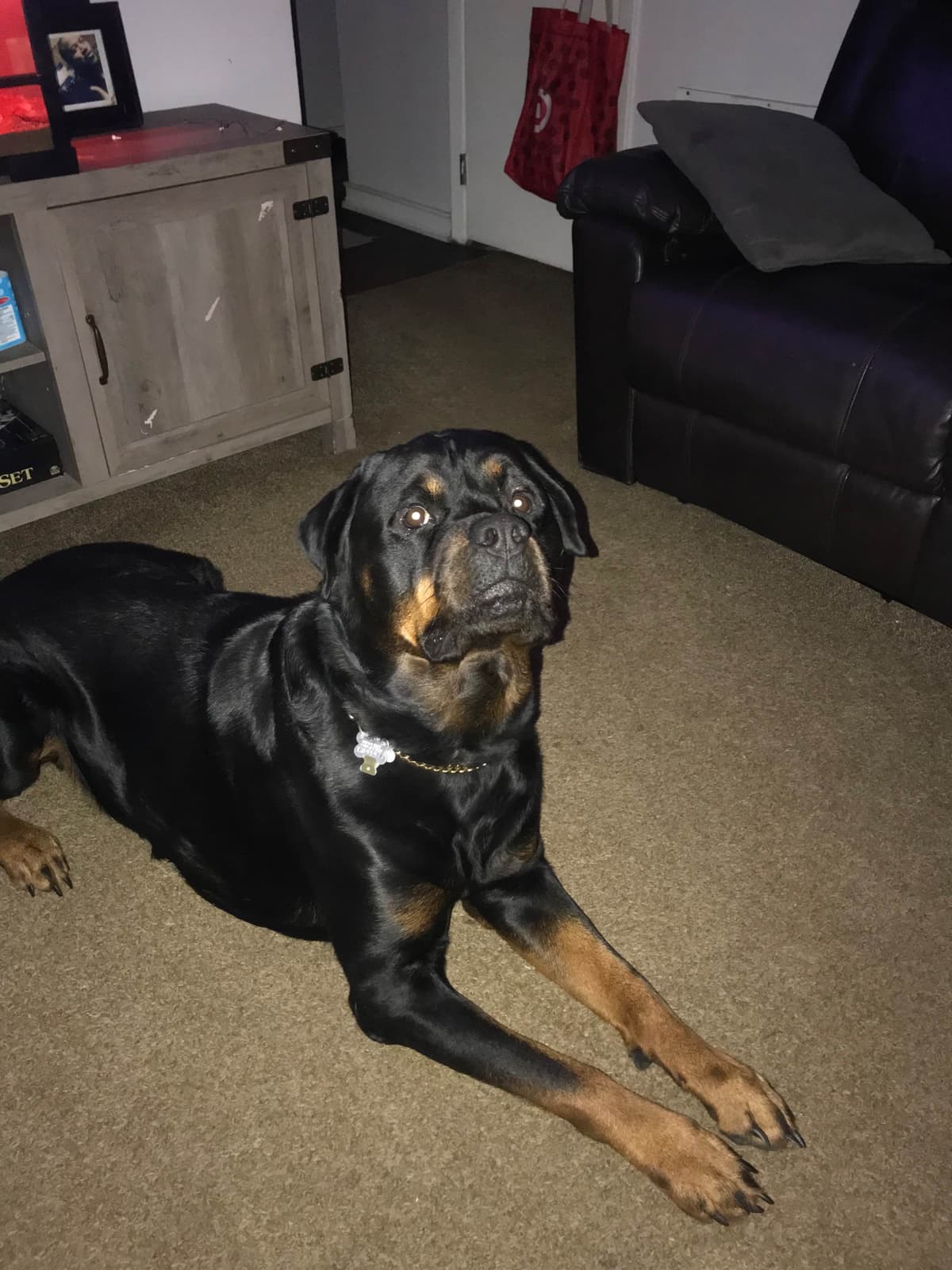 Rottweiler Puppies breeder image 11