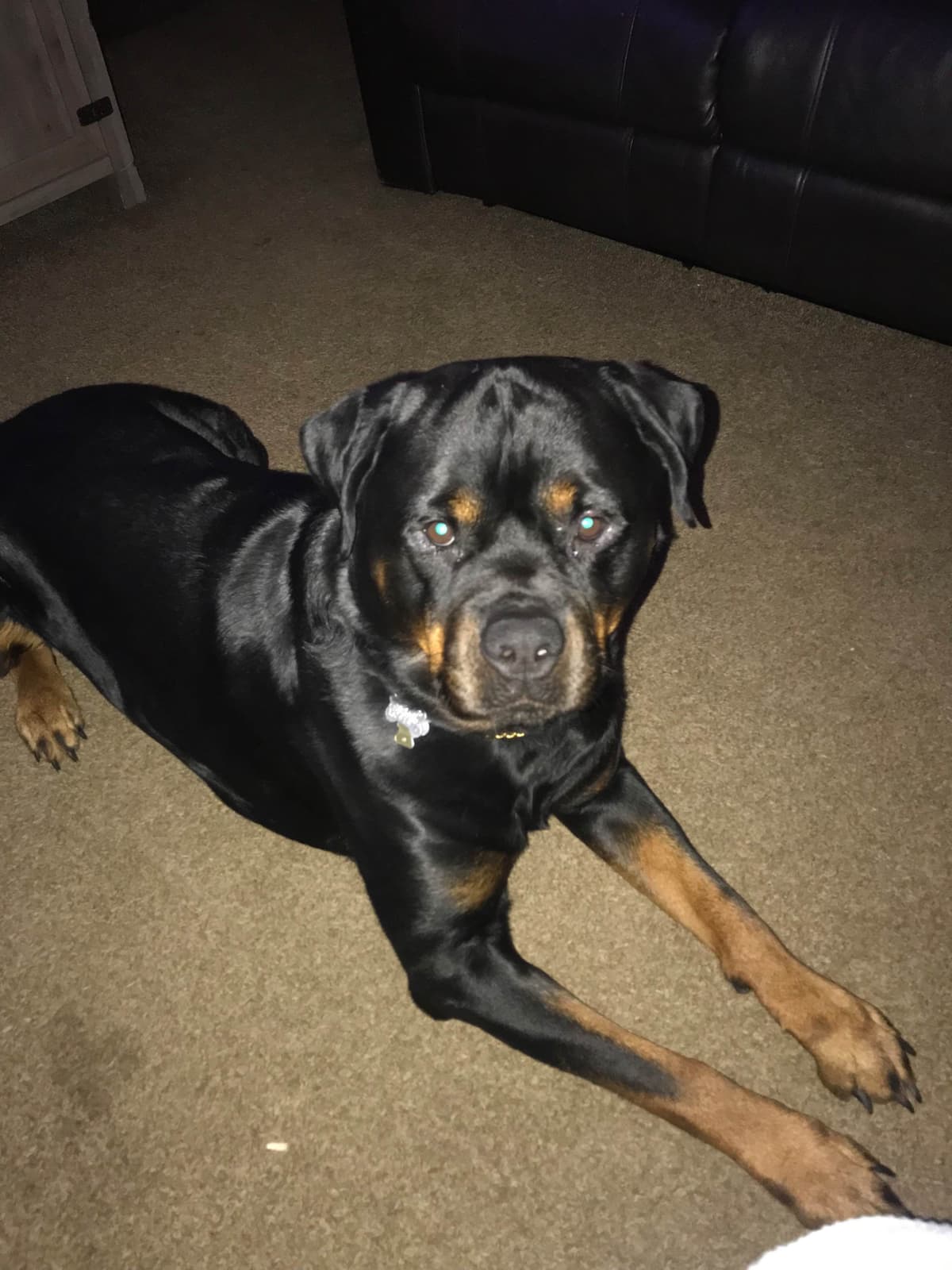 Rottweiler Puppies breeder image 2