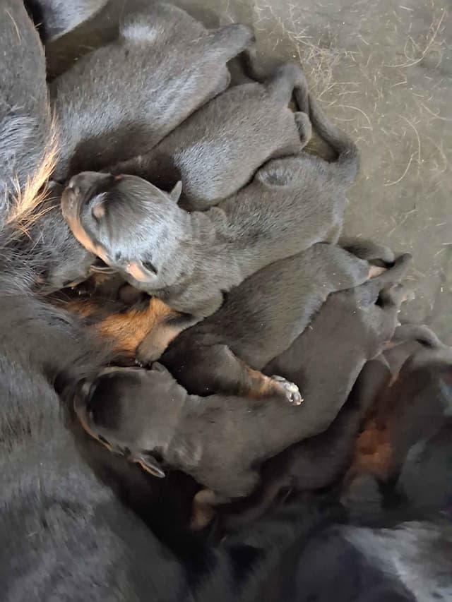 Rottweiler Puppies media 7