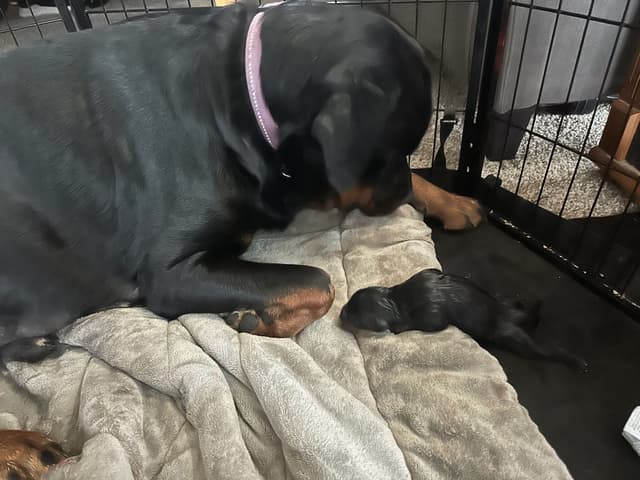 Rottweiler Puppies media 6