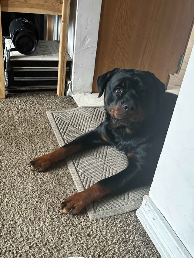 Rottweiler Puppies media 8
