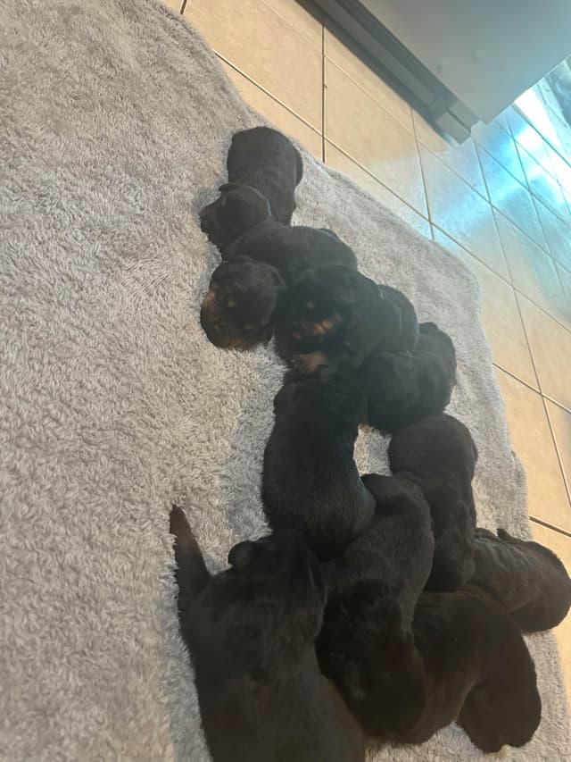 Rottweiler Puppies media 9