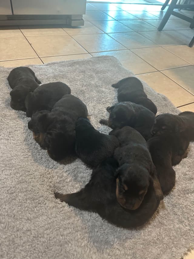 Rottweiler Puppies media 10