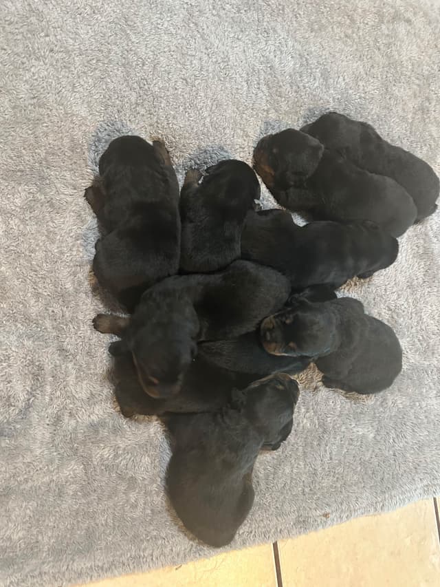 Rottweiler Puppies media 5
