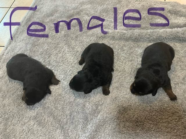 Rottweiler Puppies media 11