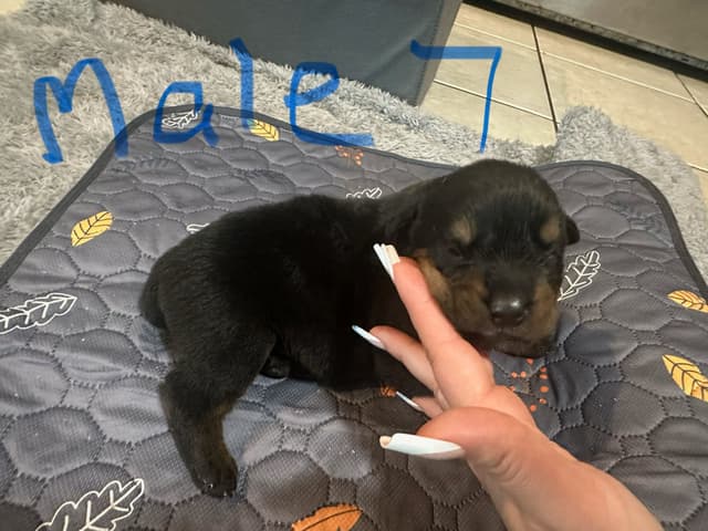 Rottweiler Puppies media 12