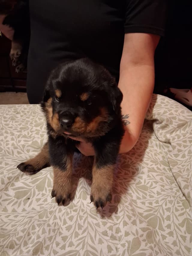 Rottweiler Puppies media 4
