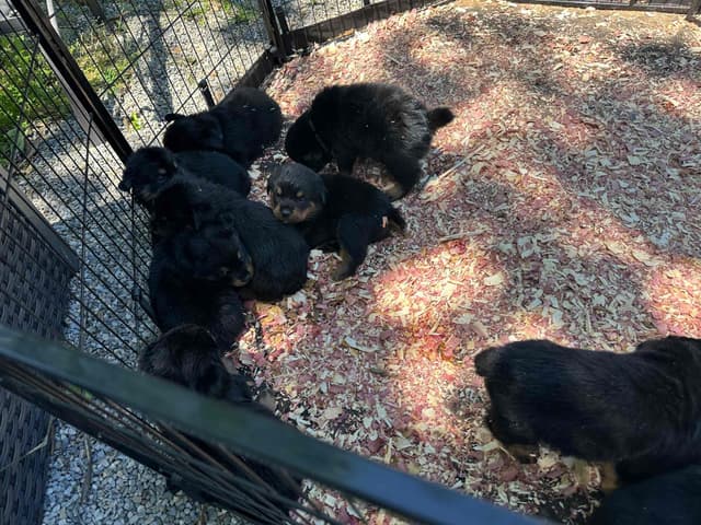 Rottweiler Puppies media 3