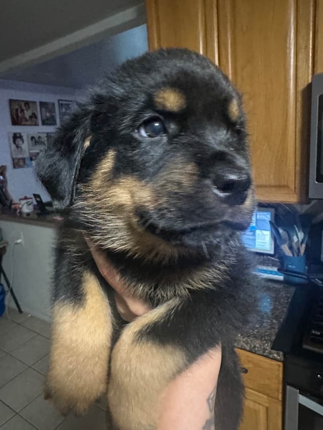 Rottweiler Puppies media 2