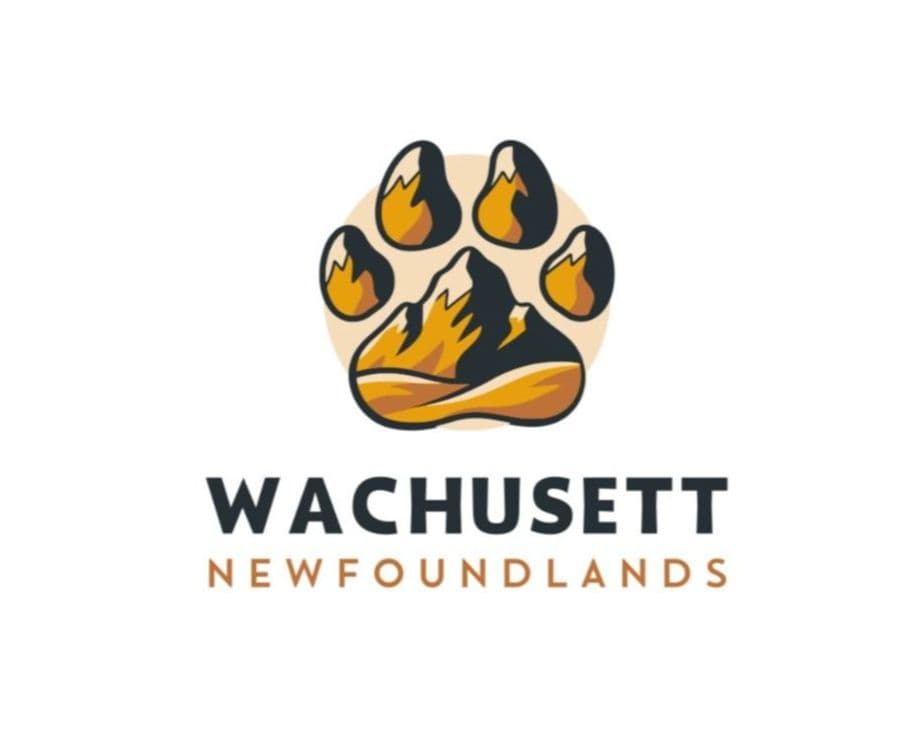 Newfoundland Puppies breeder image 1