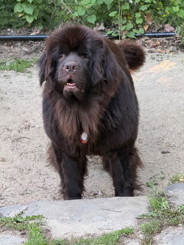 Newfoundland Puppies media 4