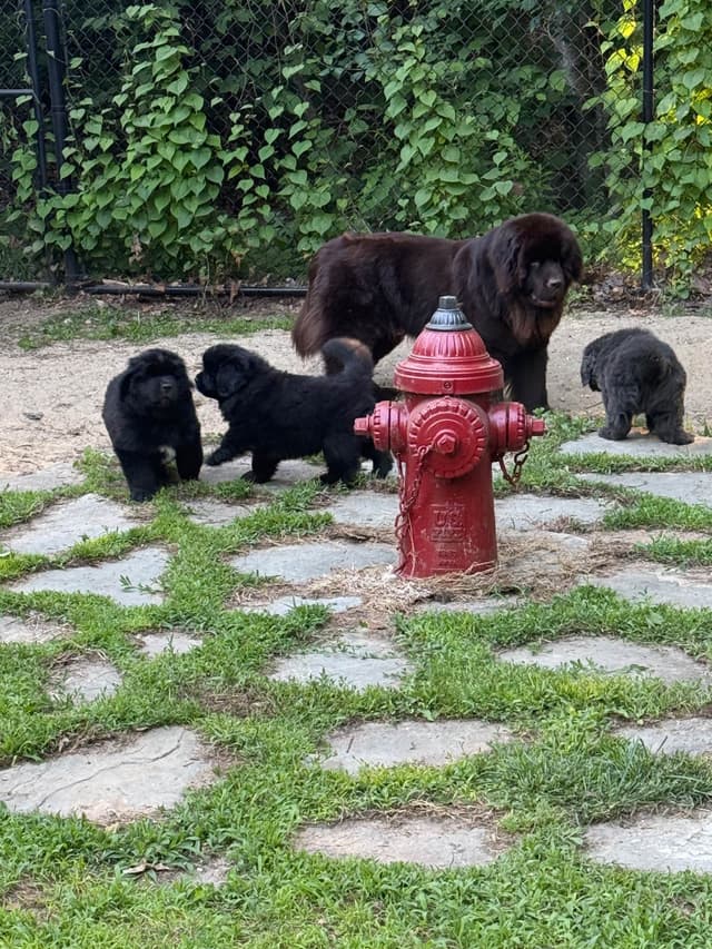 Newfoundland Puppies media 3