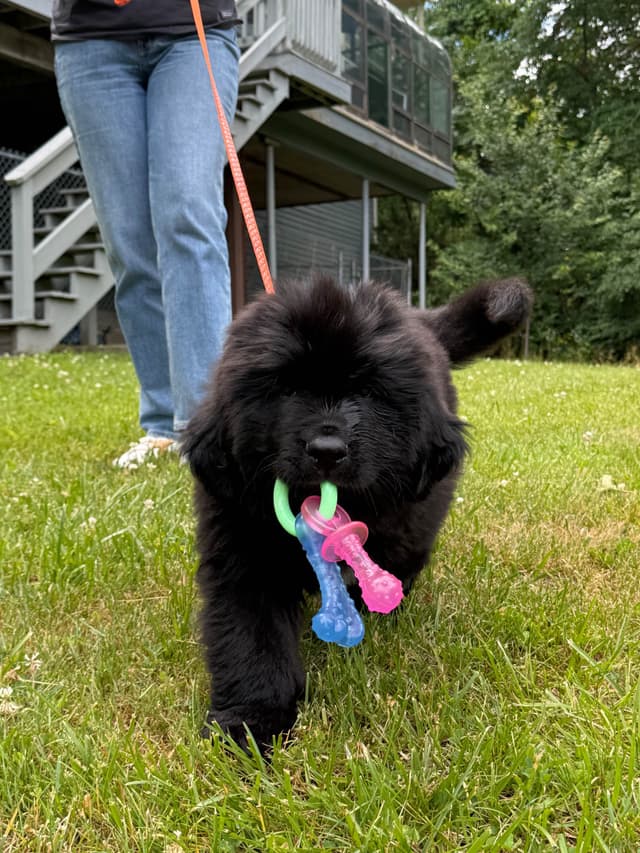 Newfoundland Puppies media 2