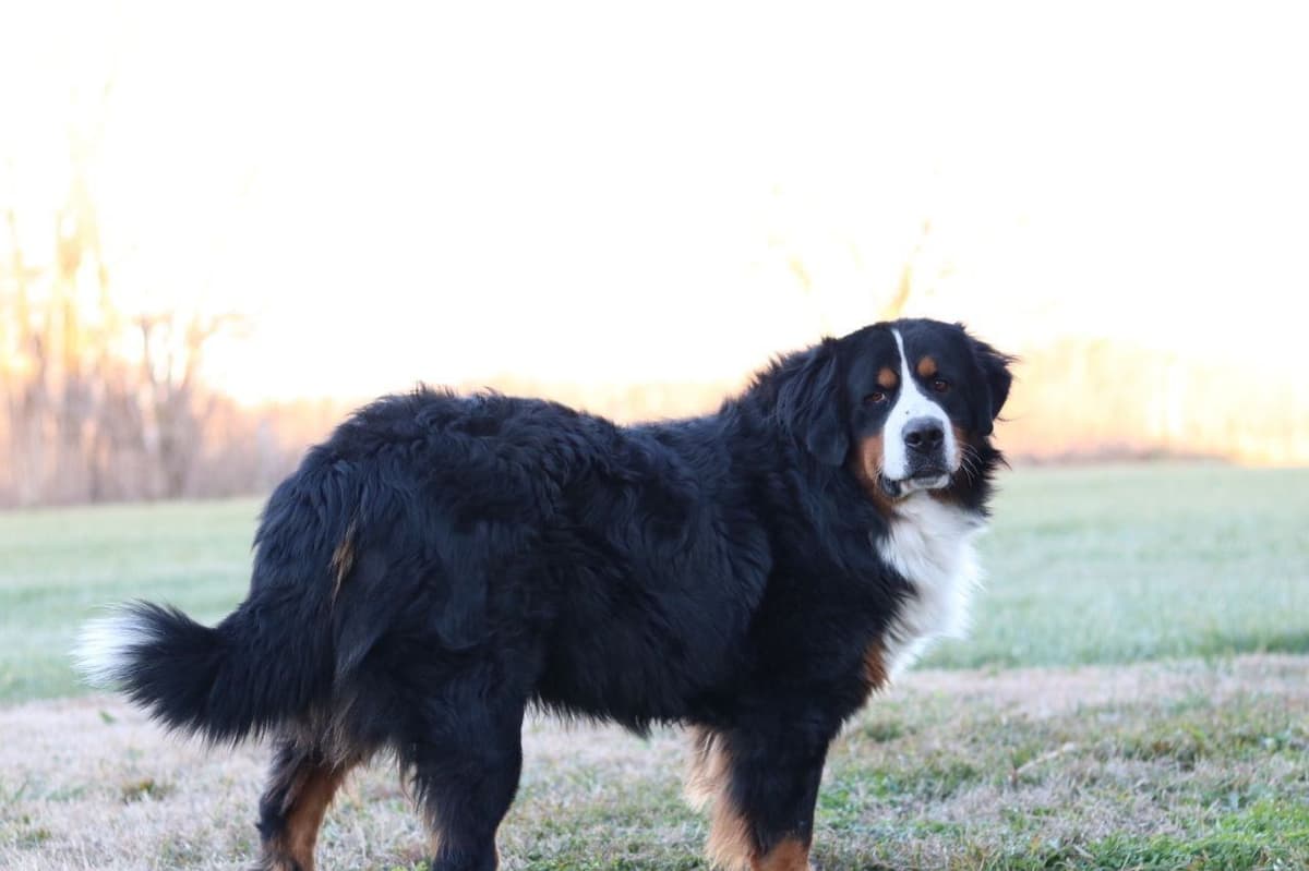 Bernese Mountain Dog Puppies breeder image 14