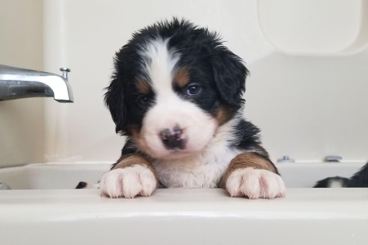Bernese Mountain Dog Puppies breeder image 13