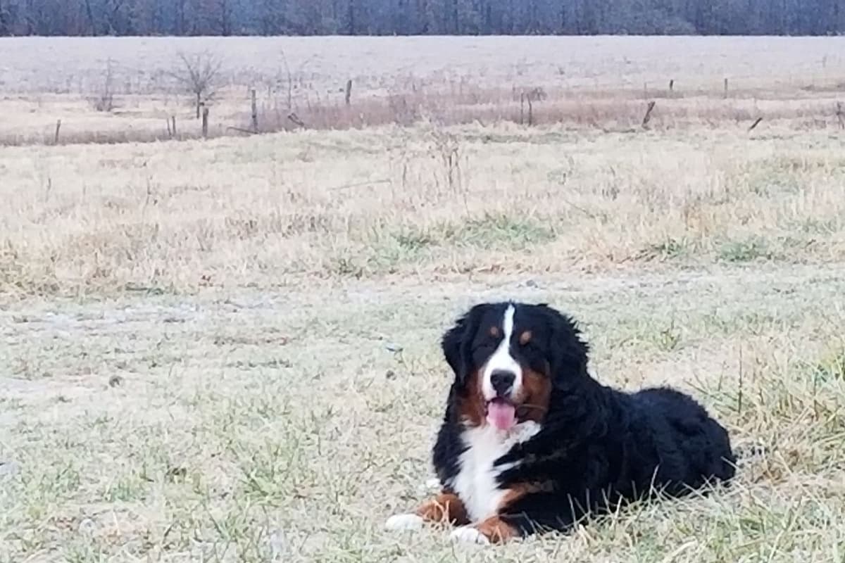 Bernese Mountain Dog Puppies breeder image 12