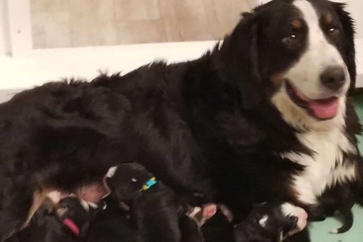Bernese Mountain Dog Puppies breeder image 11