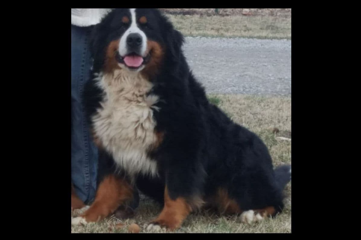 Bernese Mountain Dog Puppies breeder image 10
