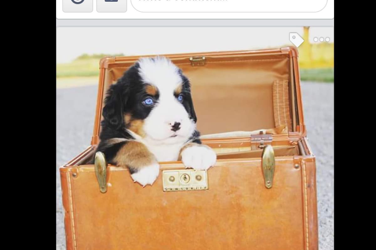 Bernese Mountain Dog Puppies breeder image 9