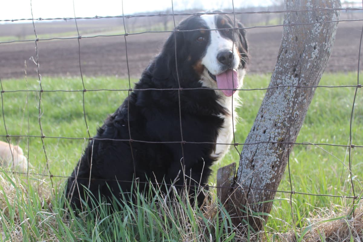 Bernese Mountain Dog Puppies breeder image 8