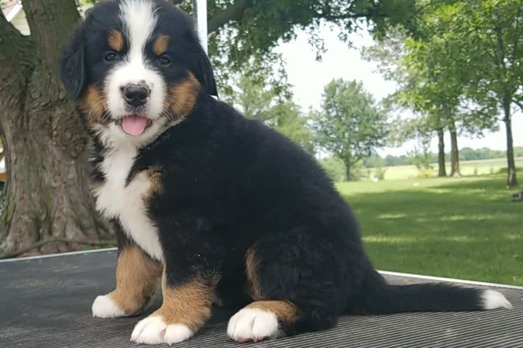 Bernese Mountain Dog Puppies breeder image 7