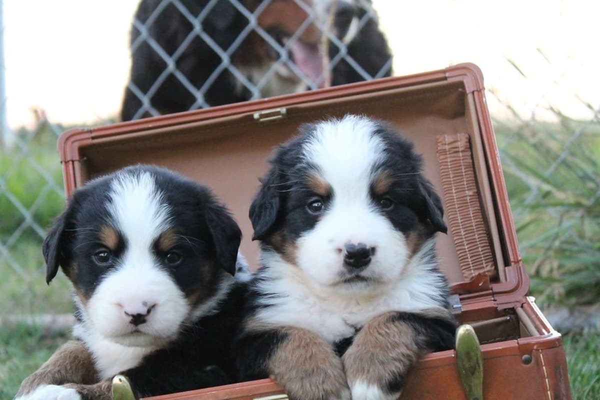 Bernese Mountain Dog Puppies breeder image 6
