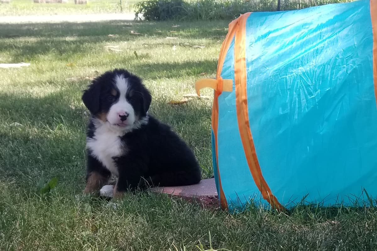 Bernese Mountain Dog Puppies breeder image 5
