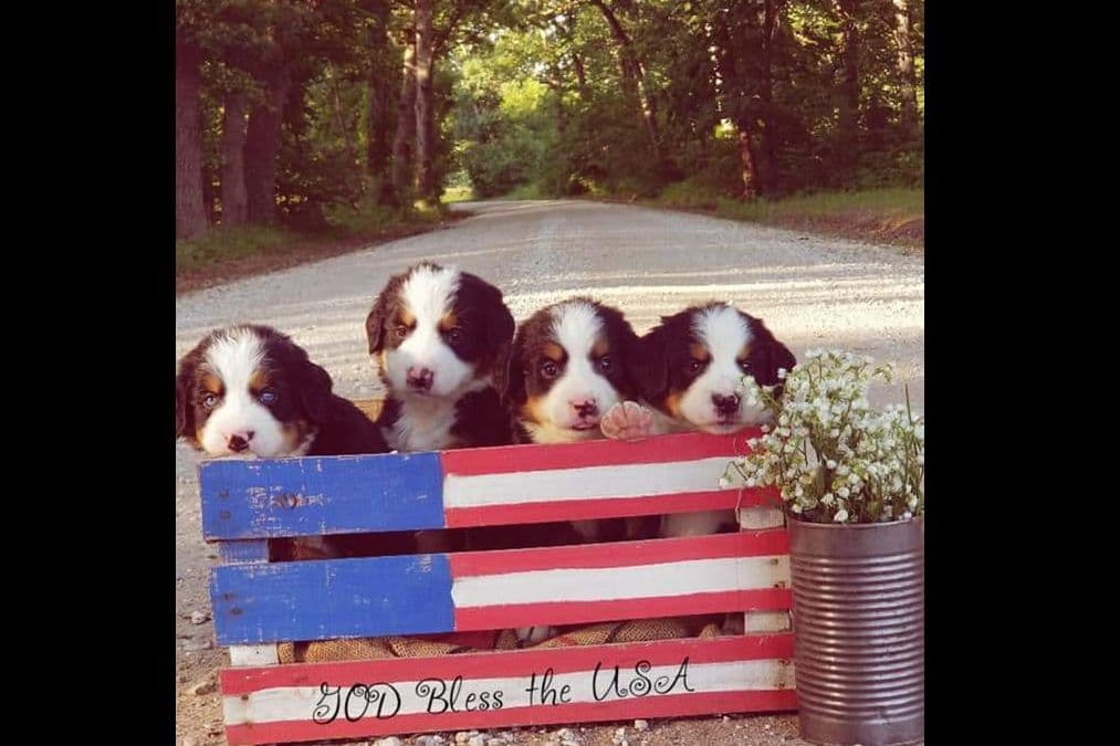 Bernese Mountain Dog Puppies breeder image 4
