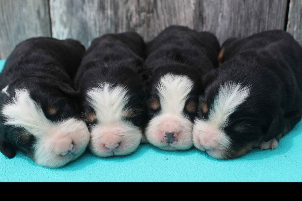 Bernese Mountain Dog Puppies breeder image 15