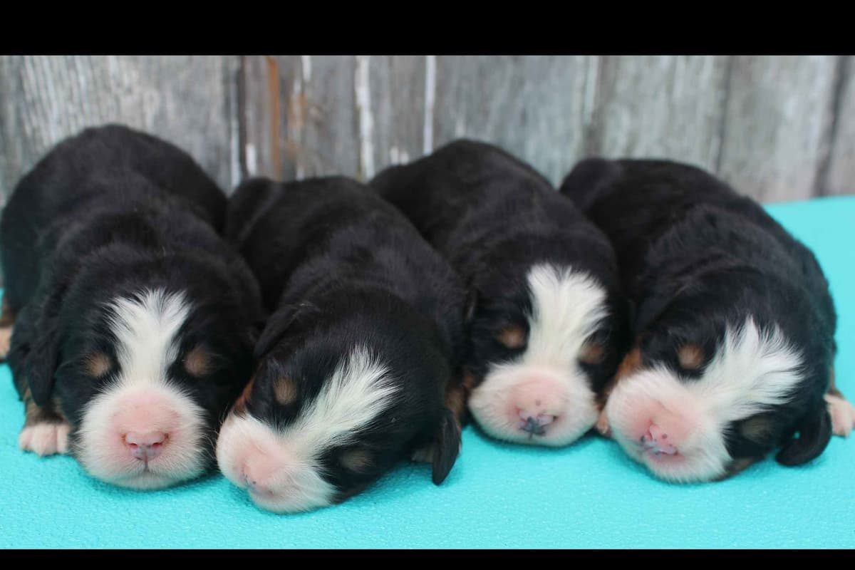Bernese Mountain Dog Puppies breeder image 16