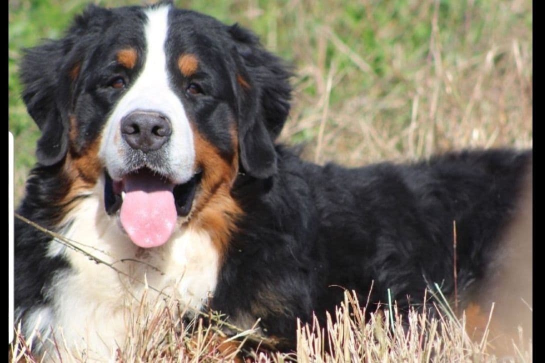 Bernese Mountain Dog Puppies breeder image 1