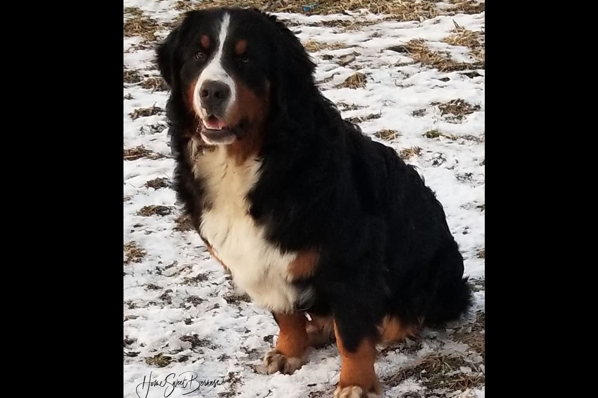 Bernese Mountain Dog Puppies breeder image 17