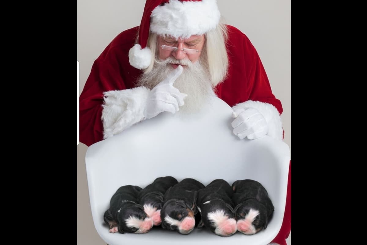 Bernese Mountain Dog Puppies breeder image 18
