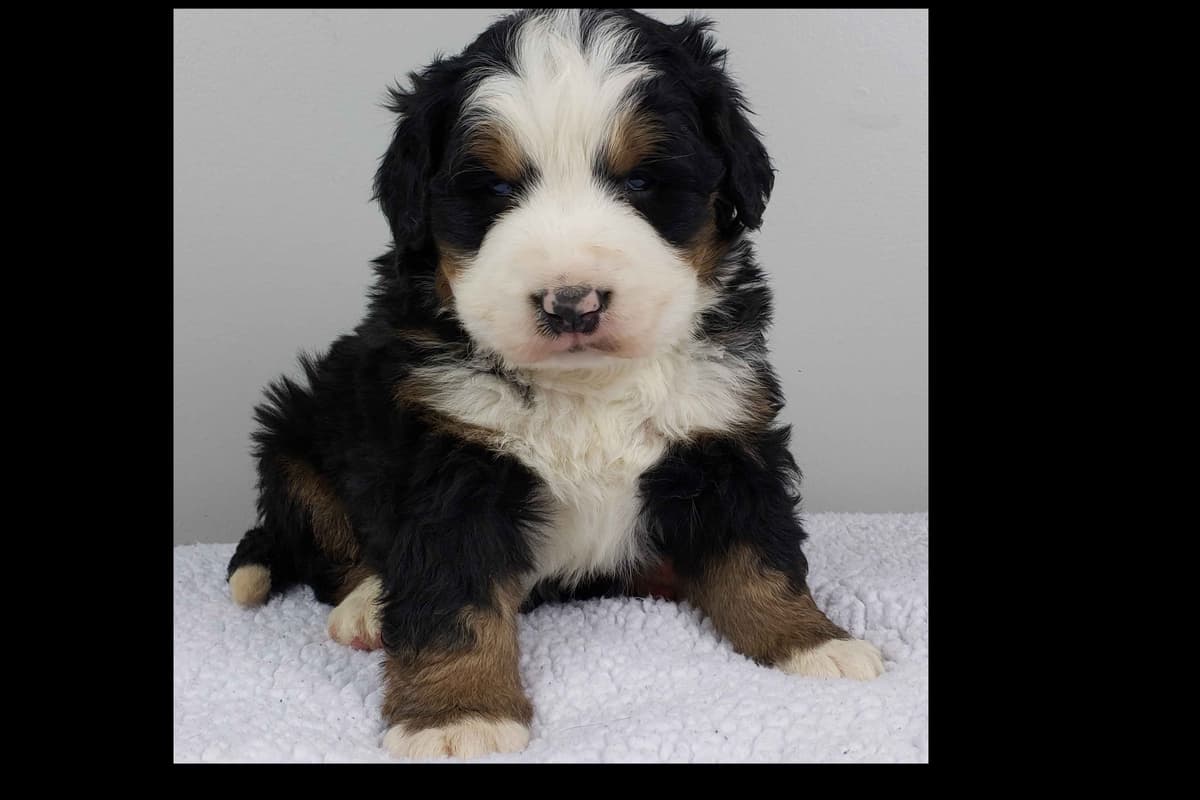 Bernese Mountain Dog Puppies breeder image 19