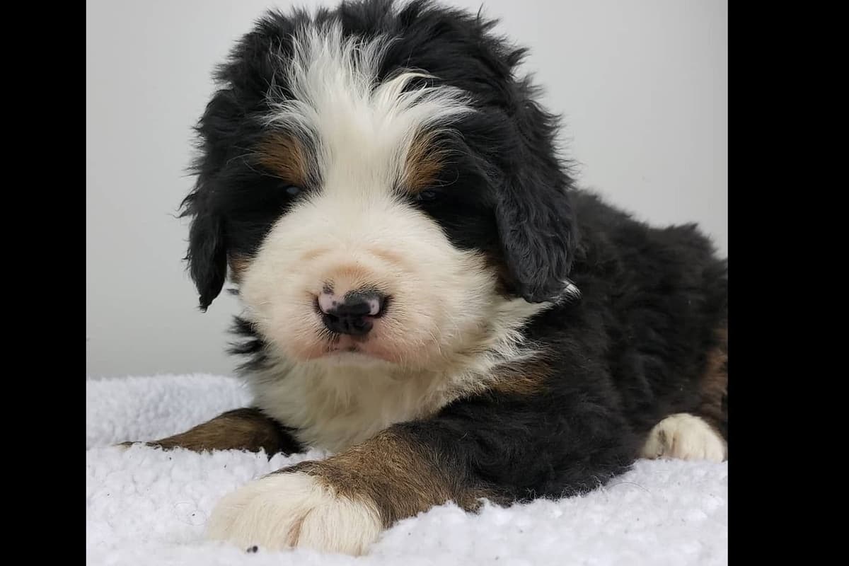 Bernese Mountain Dog Puppies breeder image 20
